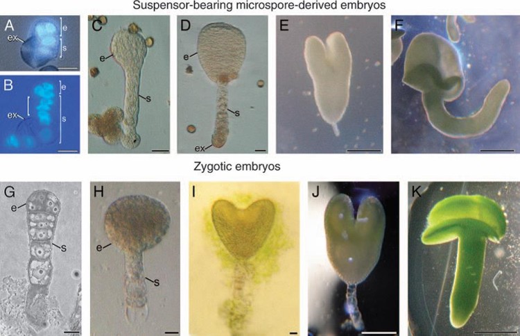 Comparison between the different stages of haploid embryogenesis (androgenic, Figures A-F) and zygotic embryogenesis (Figures G-K) in rapeseed.