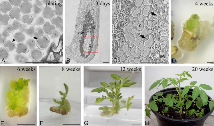 Tomato anther culture and doubled haploide plant production.