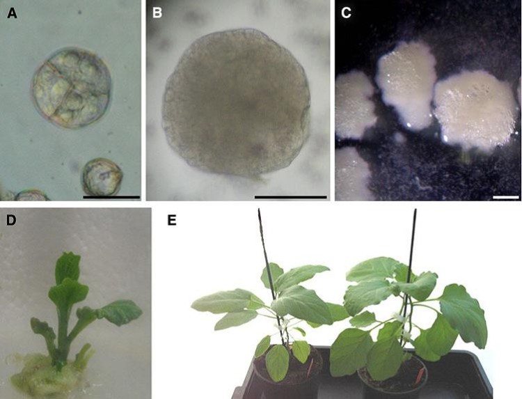 Cultivos de microsporas aisladas de berenjena y obtención de individuos dobles haploides.