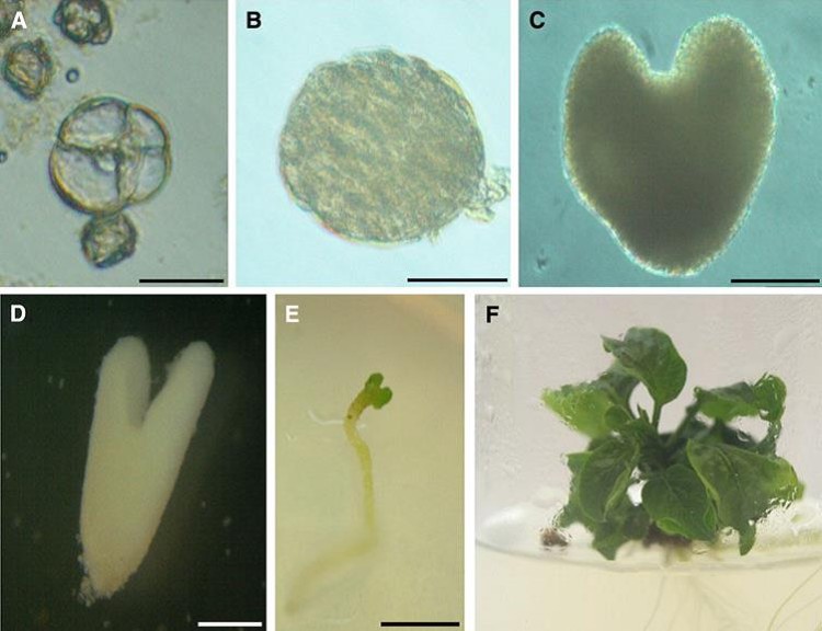 Cultivos de microsporas aisladas de pimiento y obtención de individuos dobles haploides.